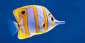 Flutter