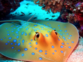 Ray